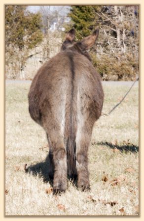 Parkway Farms Mocha, dark brown miniature donkey jennet for sale at Half Ass Acres