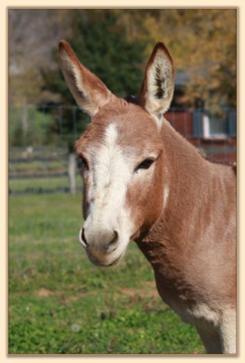 Windcrest Firefly, dark red miniature donkey jack with star