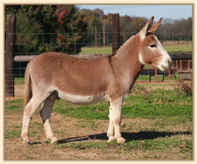 Windcrest Firefly, dark red miniature donkey jack with star