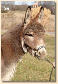 Ass-Pirin Acres Felina