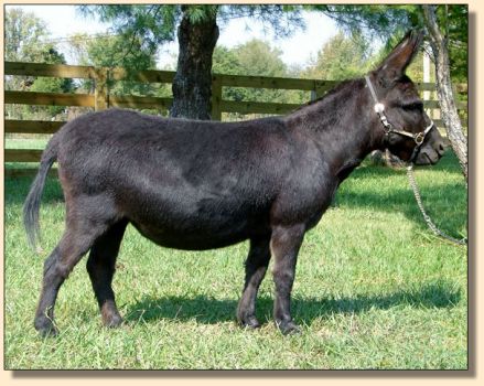 Sunset Acres Junebug