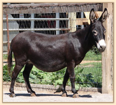 Sunset Acres Meggie Mae
