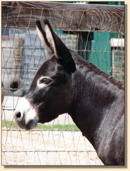 Sunset Acres Meggie Mae
