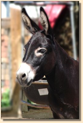 Sunset Acres Meggie Mae