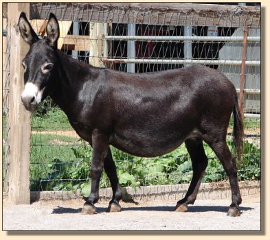 Sunset Acres Meggie Mae