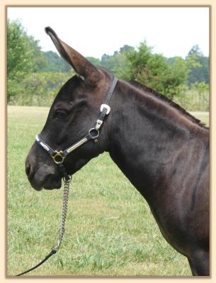 MGF Venus Mink, miniature donkey brood jennet at Half Ass Acres