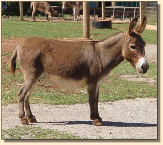 LN Pixie of Bell E Acres aka Sheena