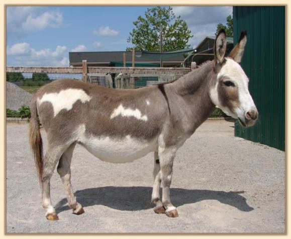 Dewey Meadows Valerie, spotted miniature donkey brood jennet at Half Asss Acres