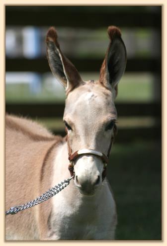 Flight of Fancy Aphroditie's Pink Nitie