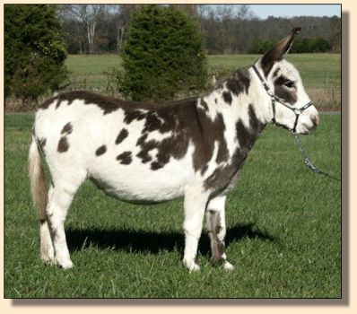 Engman's Shawnee