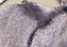 Miniature Donkeys For Sale!