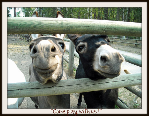 Asspen Grove Minaiture Donkeys