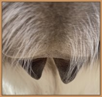 Photo of jennet's teats and bag before foaling.
