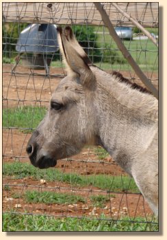 Emerald Ridge Piper one day after giving birth to her 4th foal, Gussy Up!