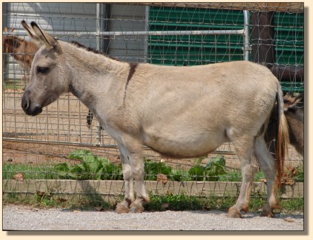 Emerald Ridge Piper one day after giving birth to her 4th foal, Gussy Up!