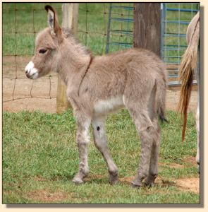 A Walk in the Park, aka Parker, miniature donkey gelding prospect