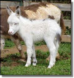 Made in the Shade @ 2 Days of Age! (14,289 bytes)